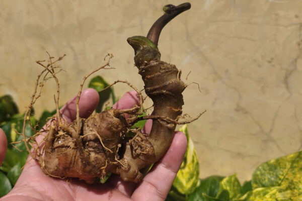 Kinh Doanh Sâm Tươi Việt Nam