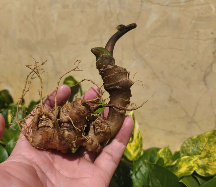 Kinh Doanh Sâm Tươi Việt Nam