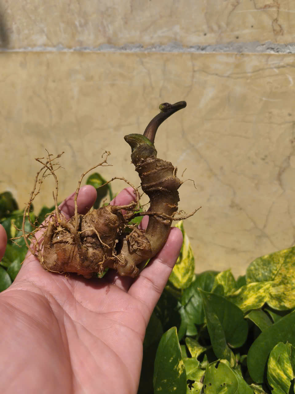 Kinh Doanh Sâm Tươi Việt Nam